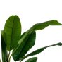 Bananenplant Kunstplant Groen 